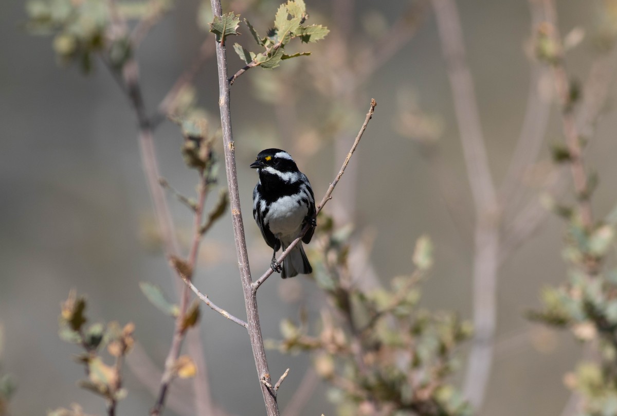 Black-throated Gray Warbler - ML93397481