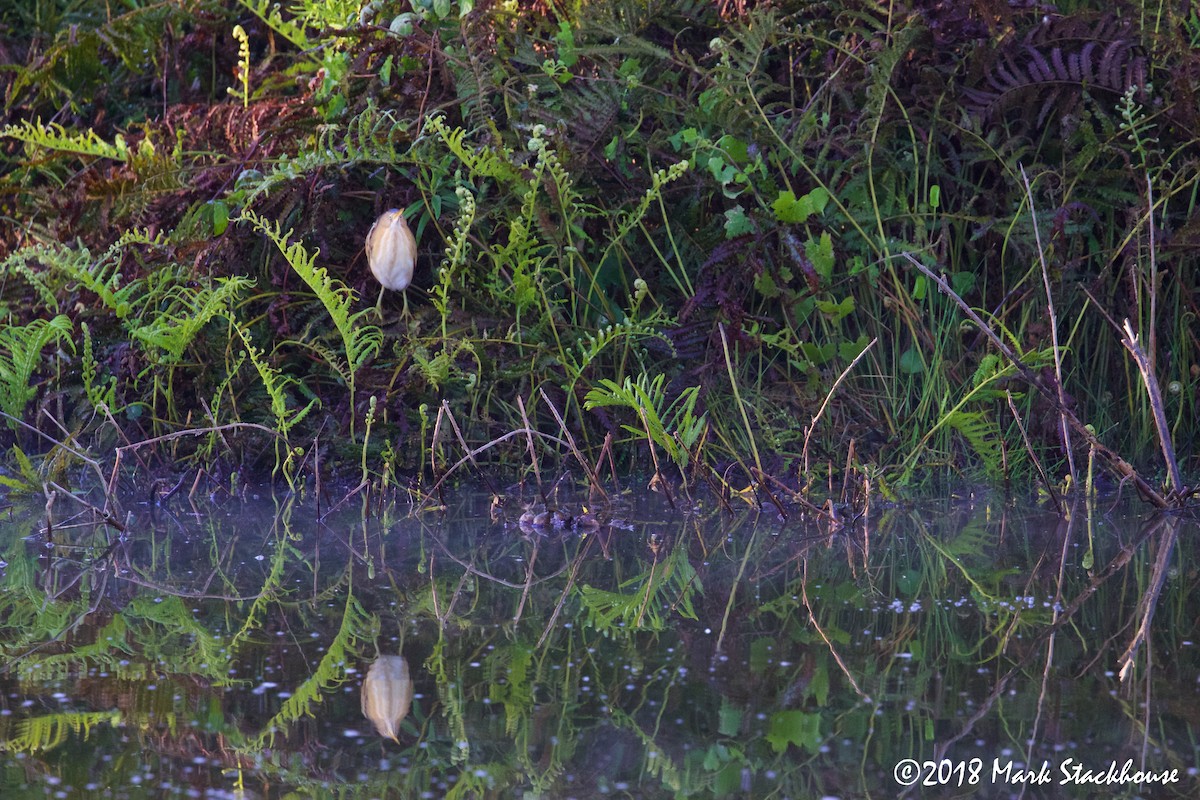 Least Bittern - ML93397631