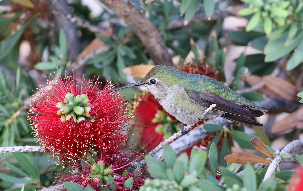 rødmaskekolibri - ML93398881