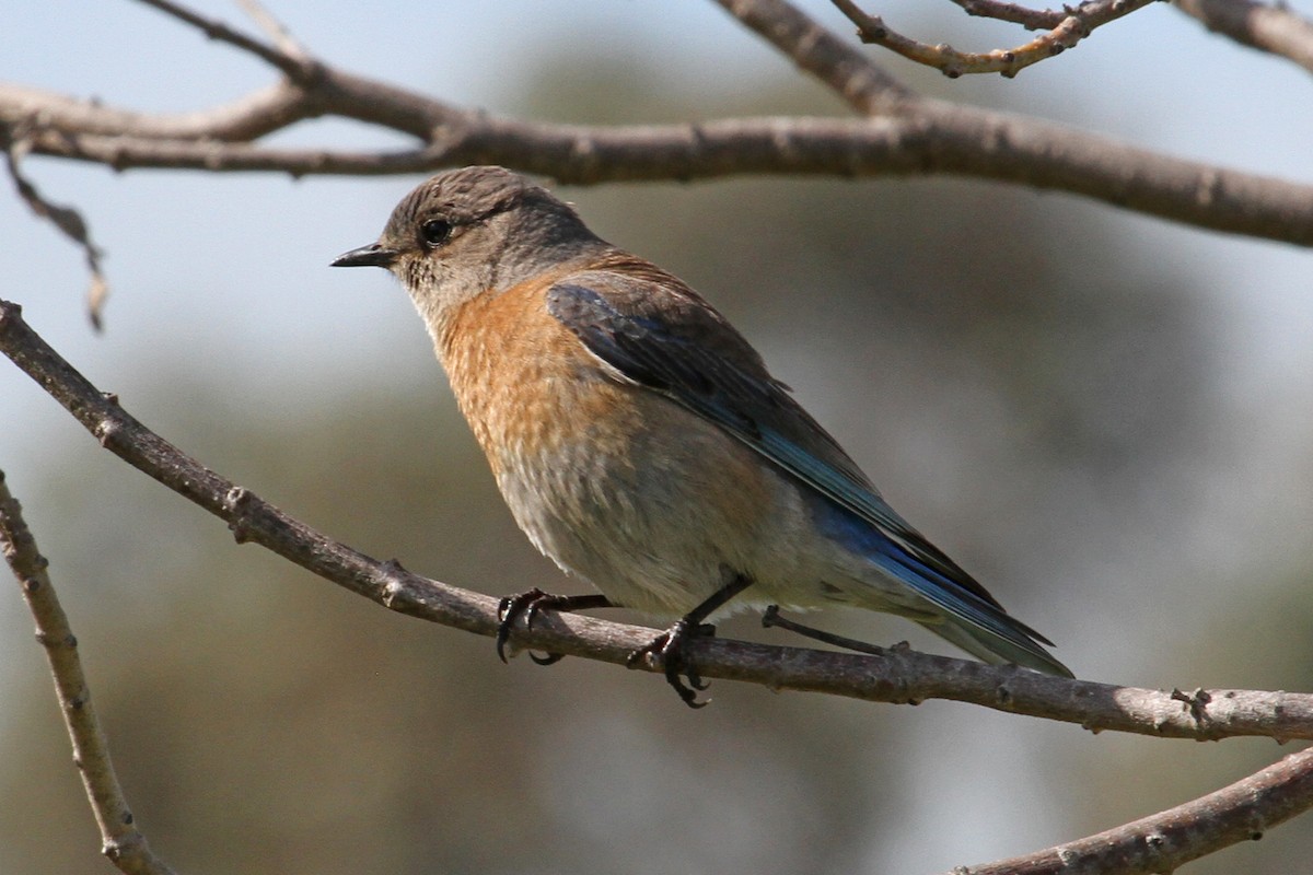Western Bluebird - ML93399201