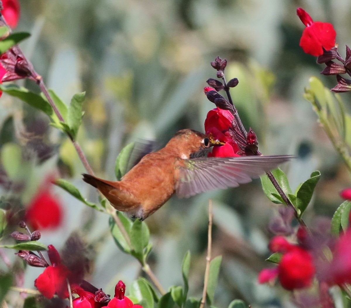 Rufous Hummingbird - ML93399451