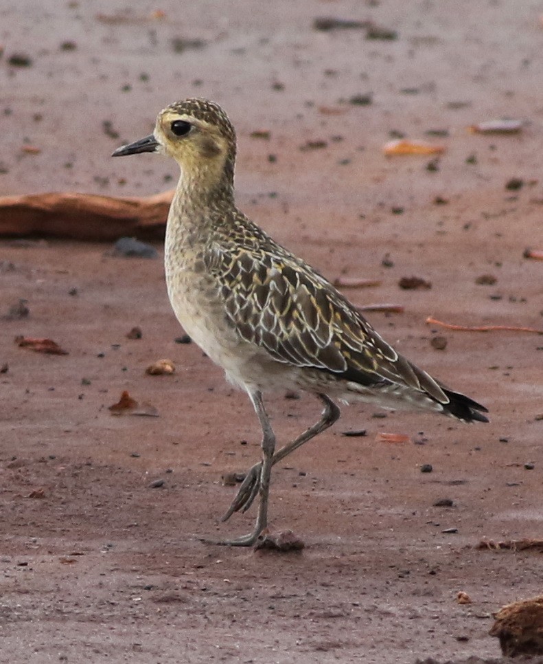 Pacific Golden-Plover - ML93400181