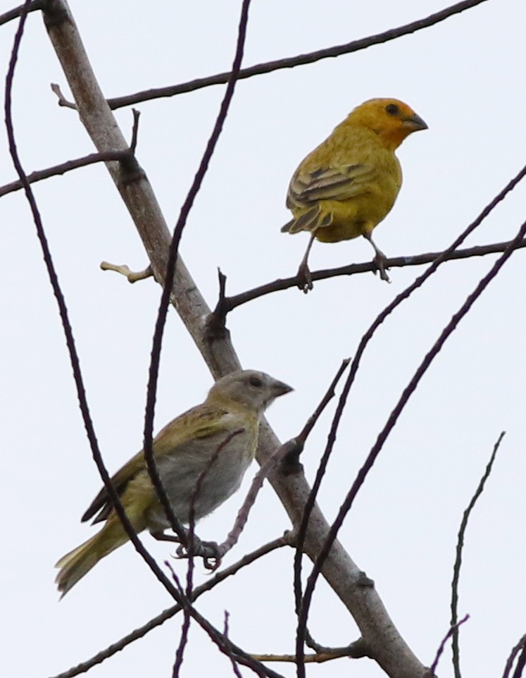 Saffron Finch - ML93400241