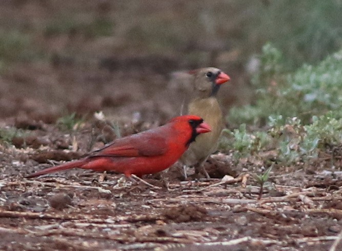 Cardinal rouge - ML93400311