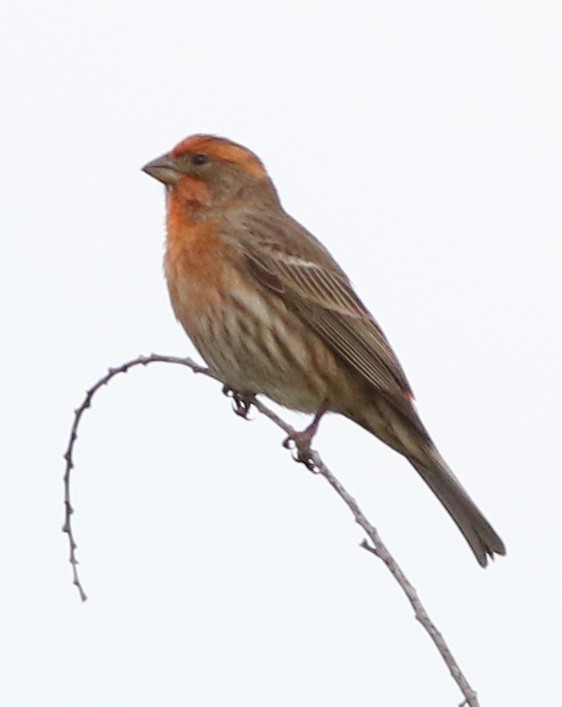 House Finch - ML93400331