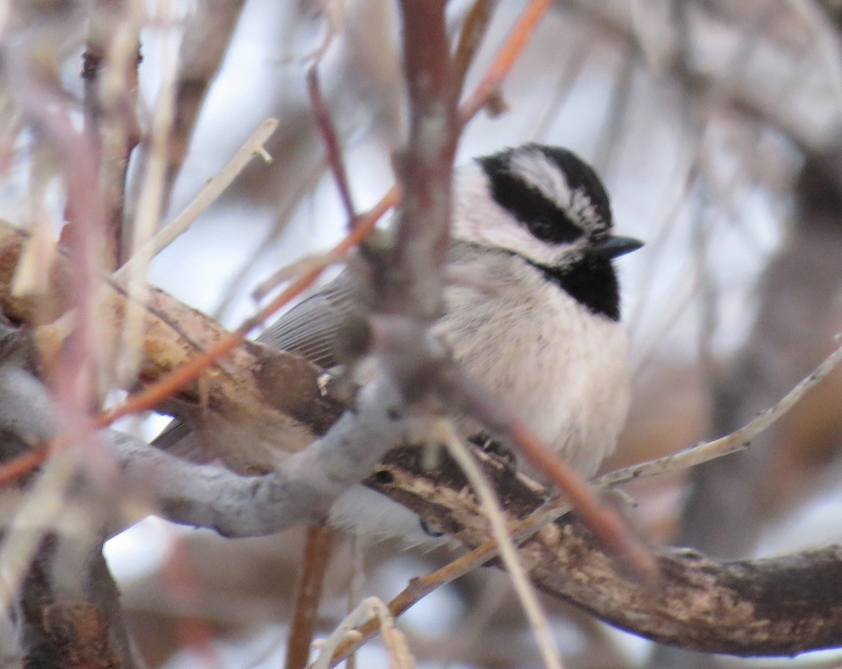 Mountain Chickadee - ML93401341