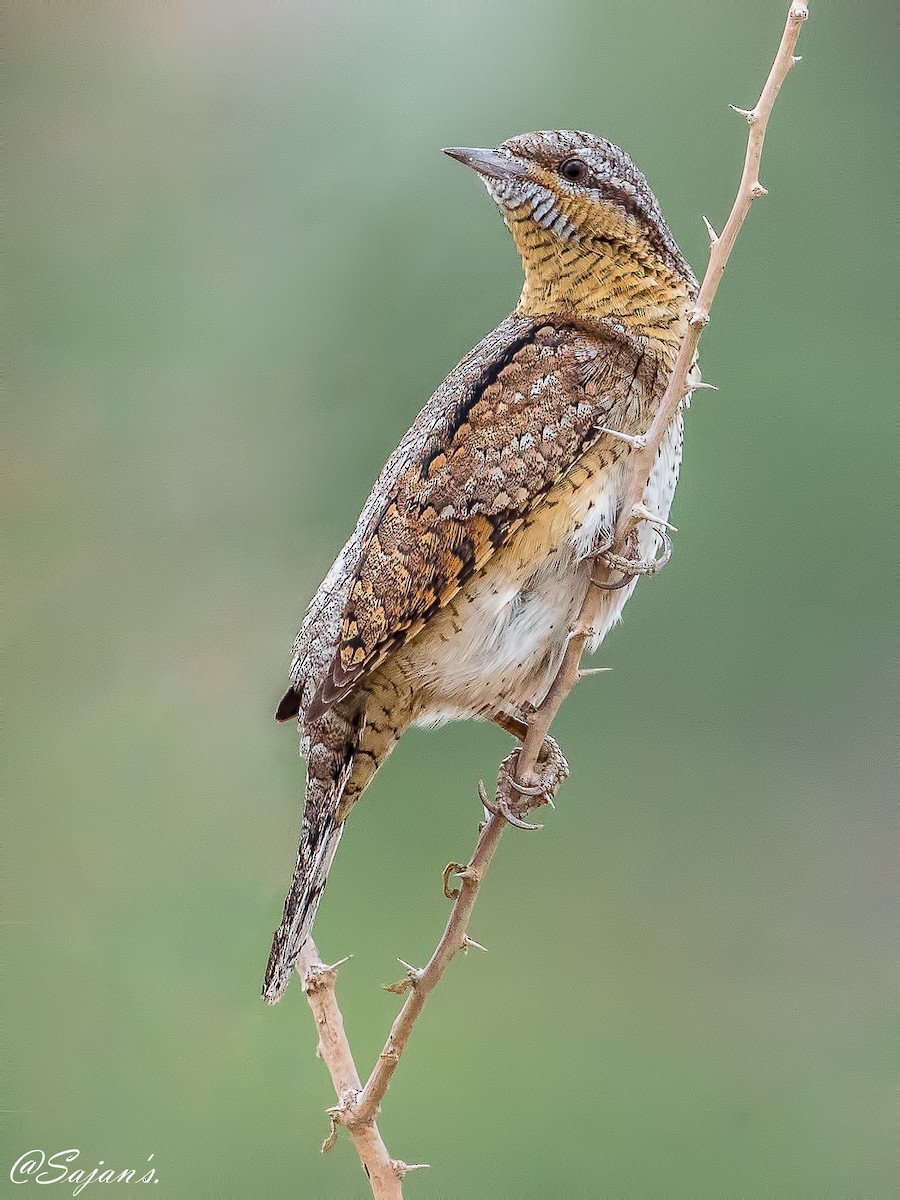 Eurasian Wryneck - ML93401521