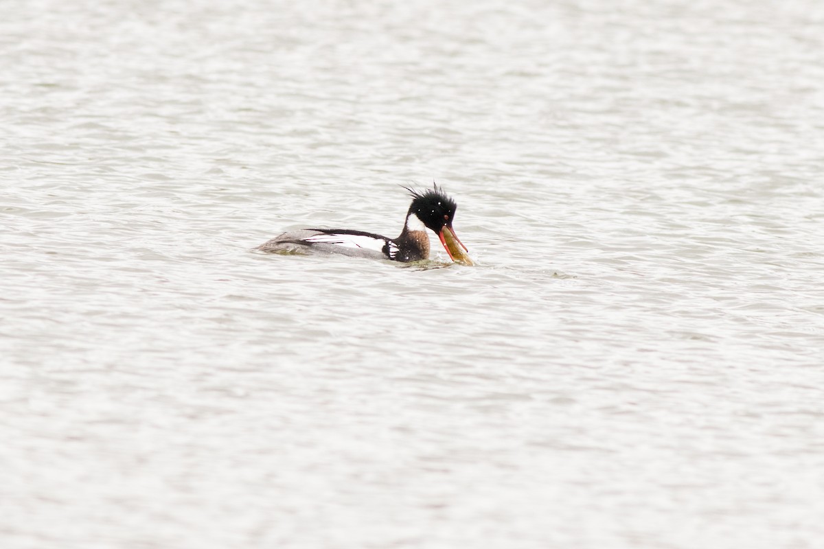 Red-breasted Merganser - ML93402821