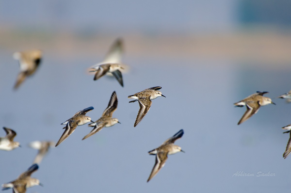 Little Stint - ML93403901