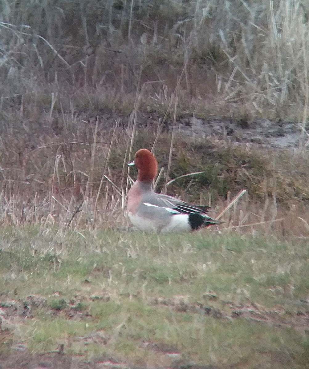 Fischione - ML93405151