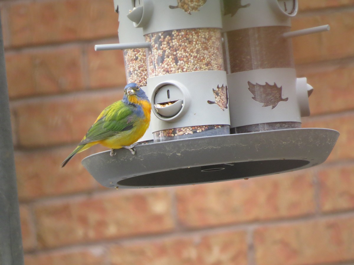 Painted Bunting - ML93406841