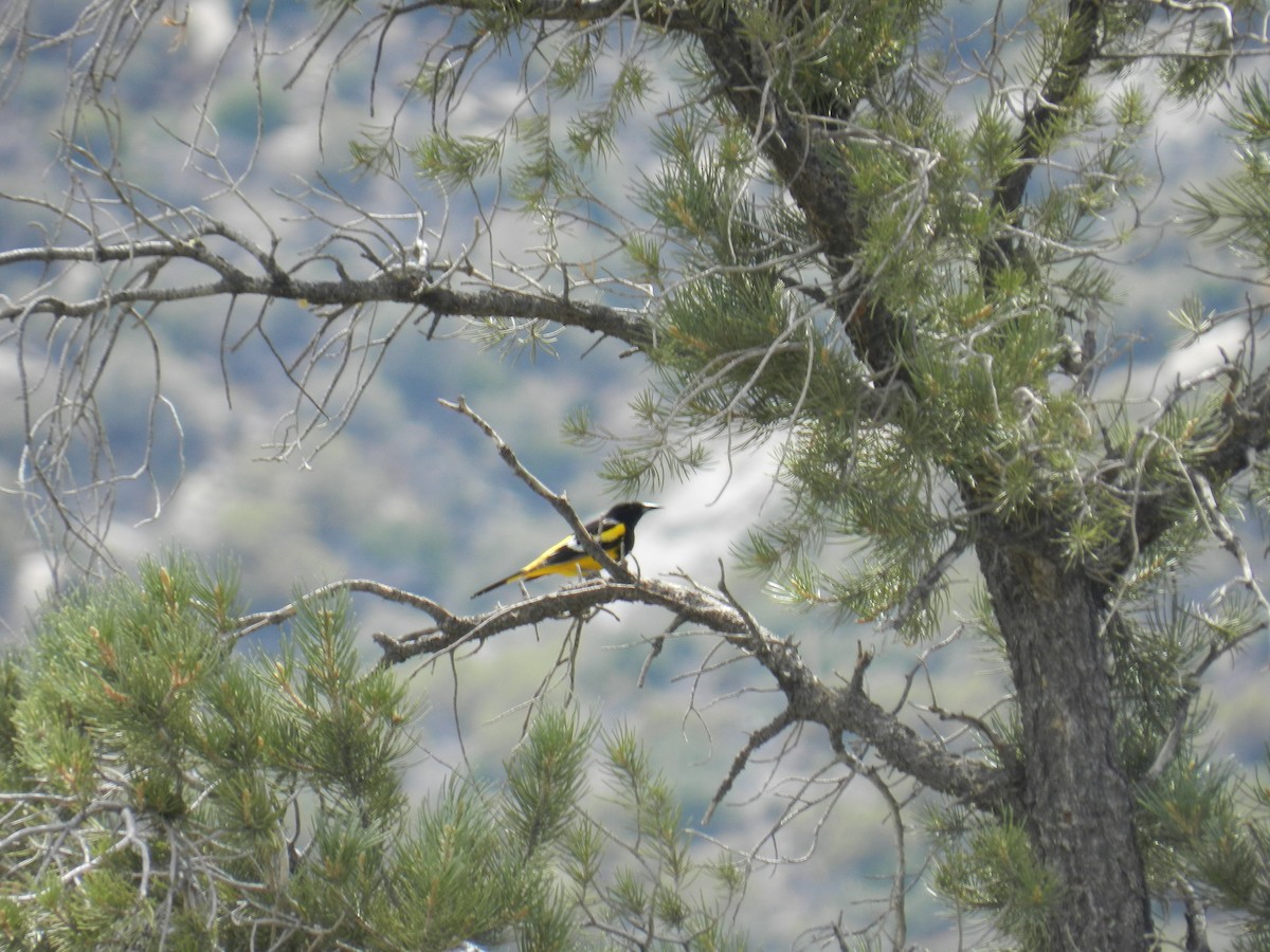 Scott's Oriole - ML93407571