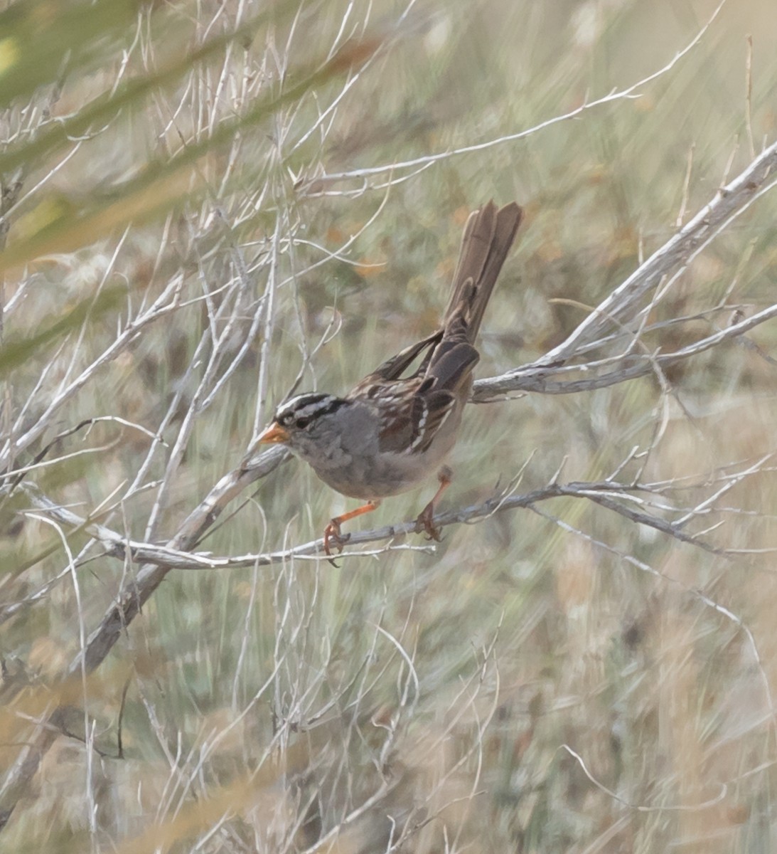 White-crowned Sparrow - ML93411311