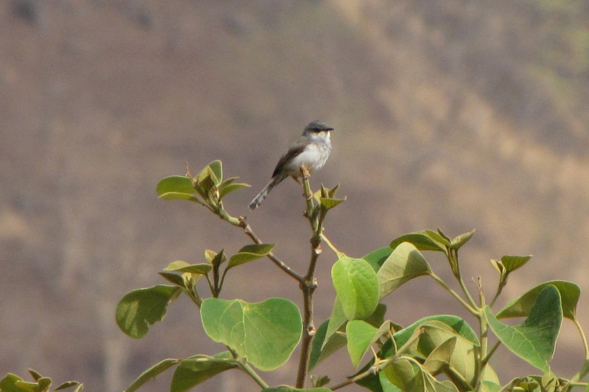 Gray-breasted Prinia - ML93413521