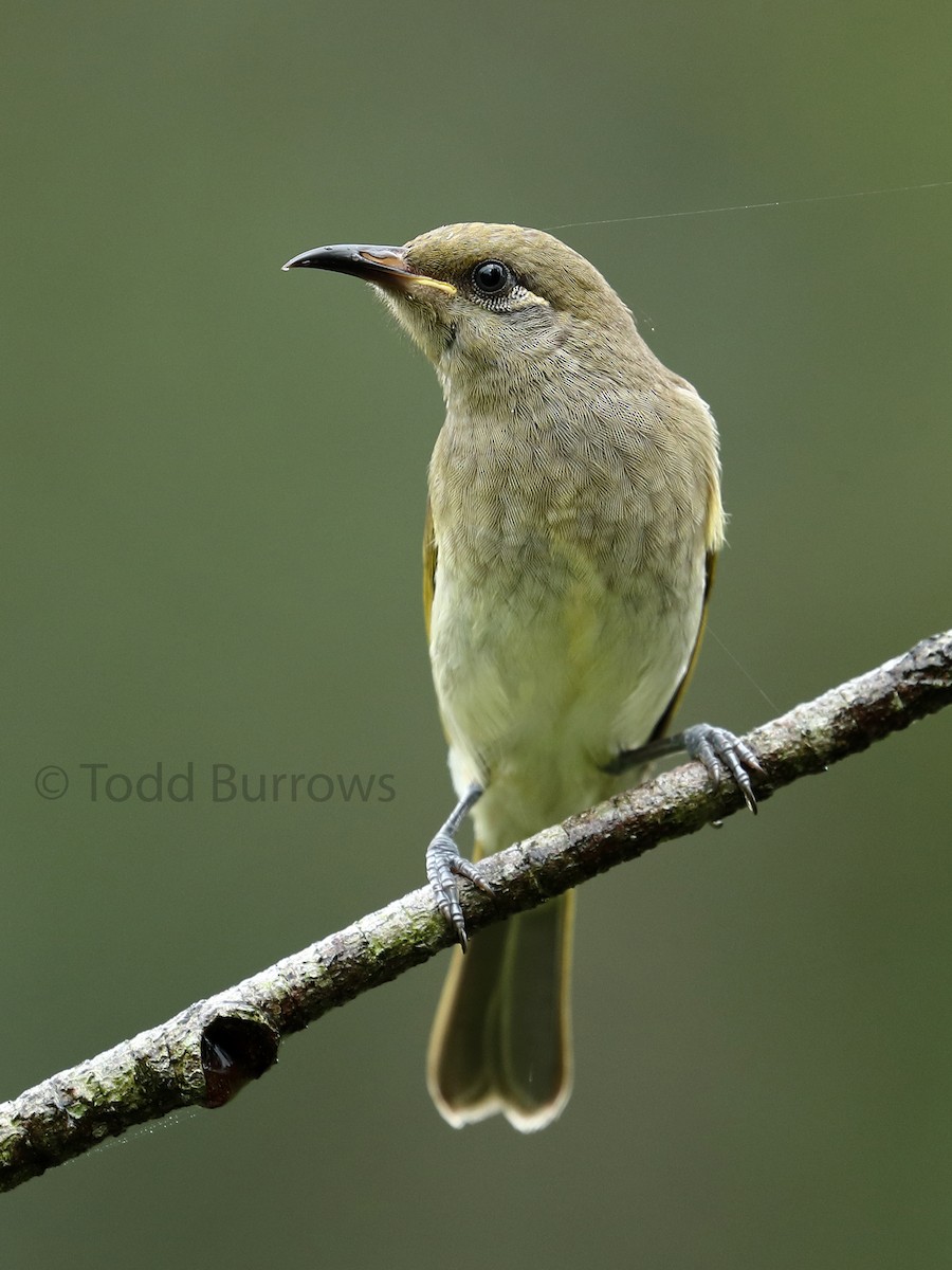 Brown Honeyeater - ML93414061