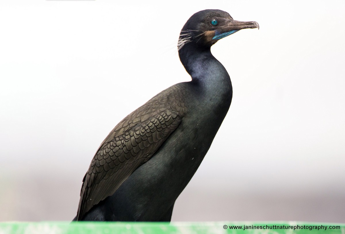 Brandt's Cormorant - ML93414451