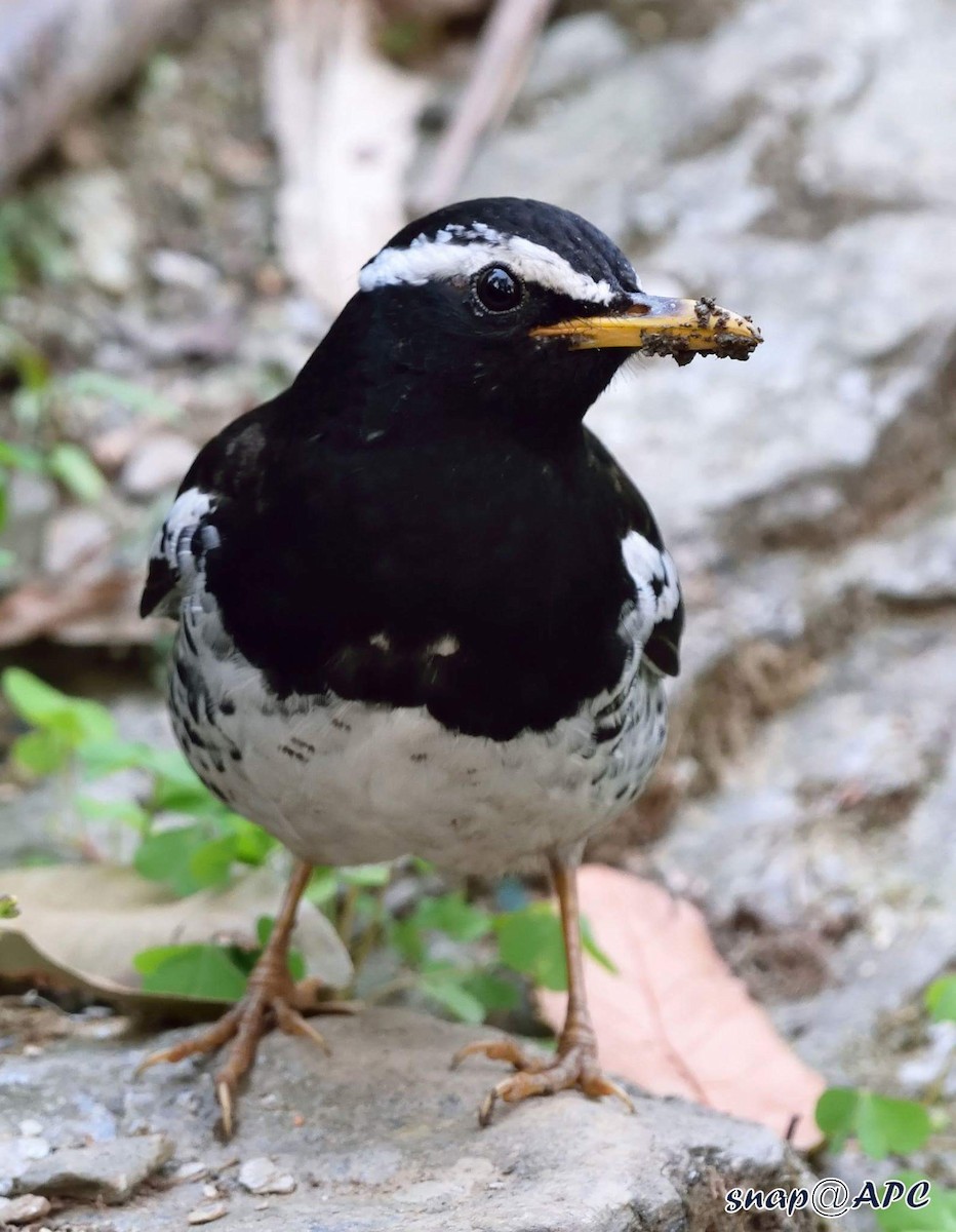 Pied Thrush - ML93415491