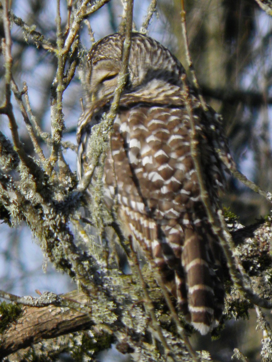 Barred Owl - ML93415931