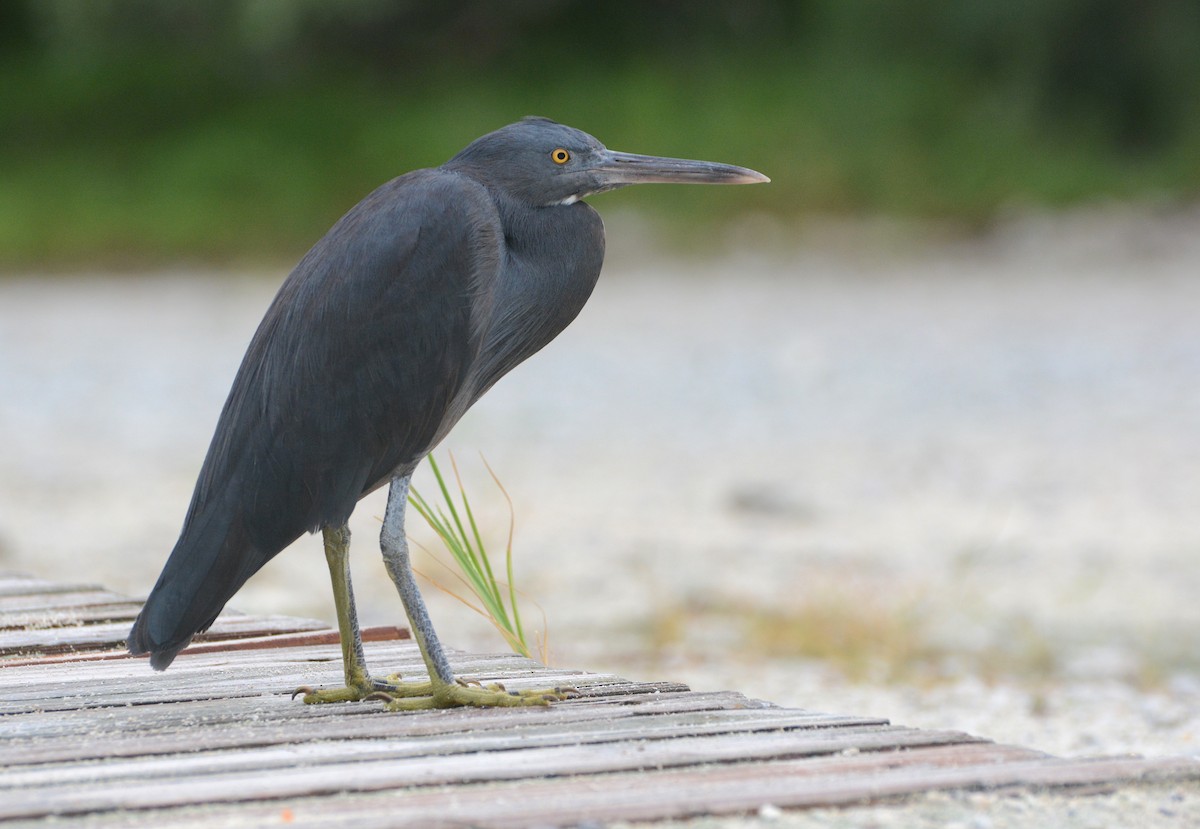 Pacific Reef-Heron - ML93417291