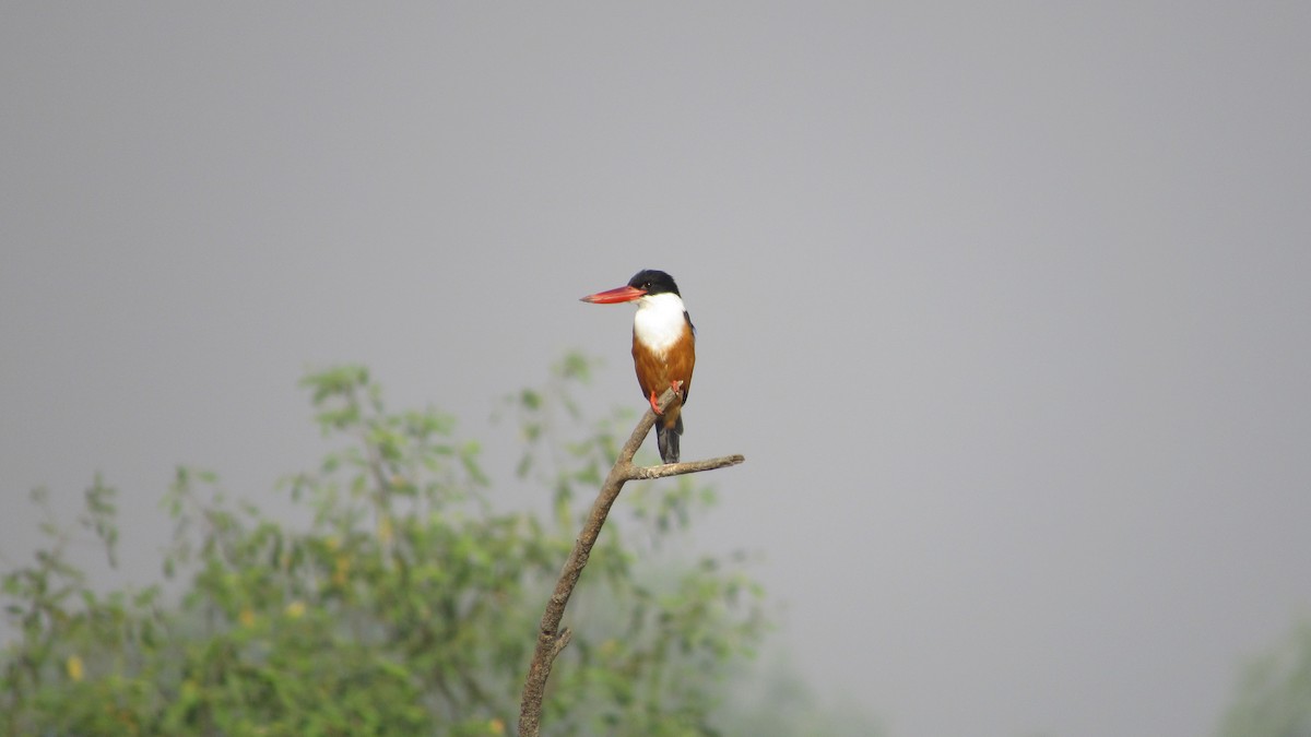 Black-capped Kingfisher - Tanuj Vaidya