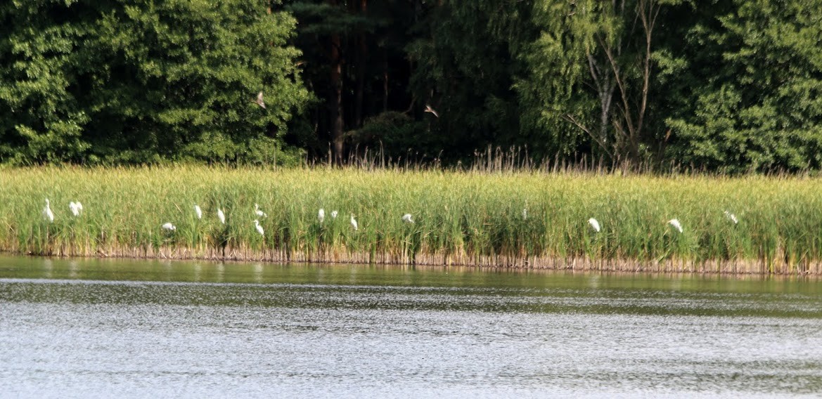 Great Egret (alba) - ML93420521