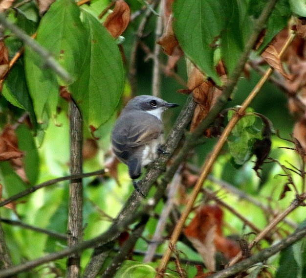 Lesser Whitethroat (Lesser) - ML93421301