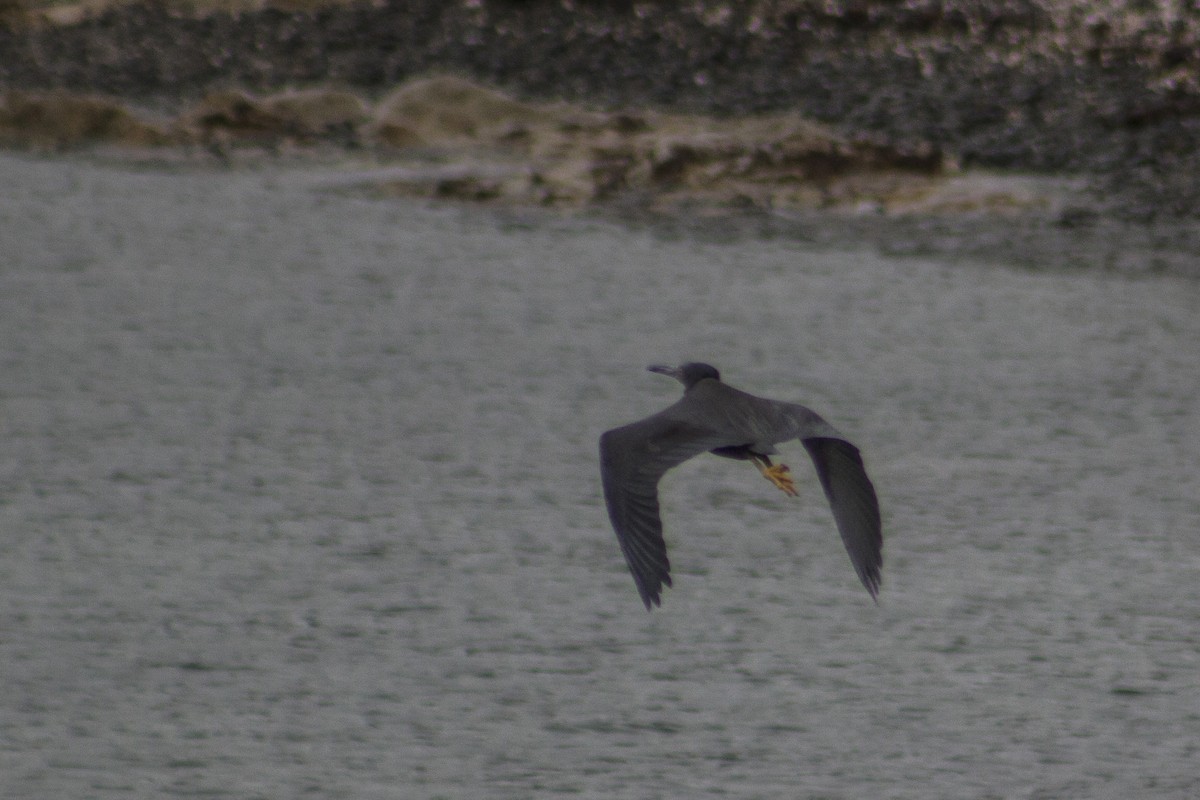 Pacific Reef-Heron - ML93422901