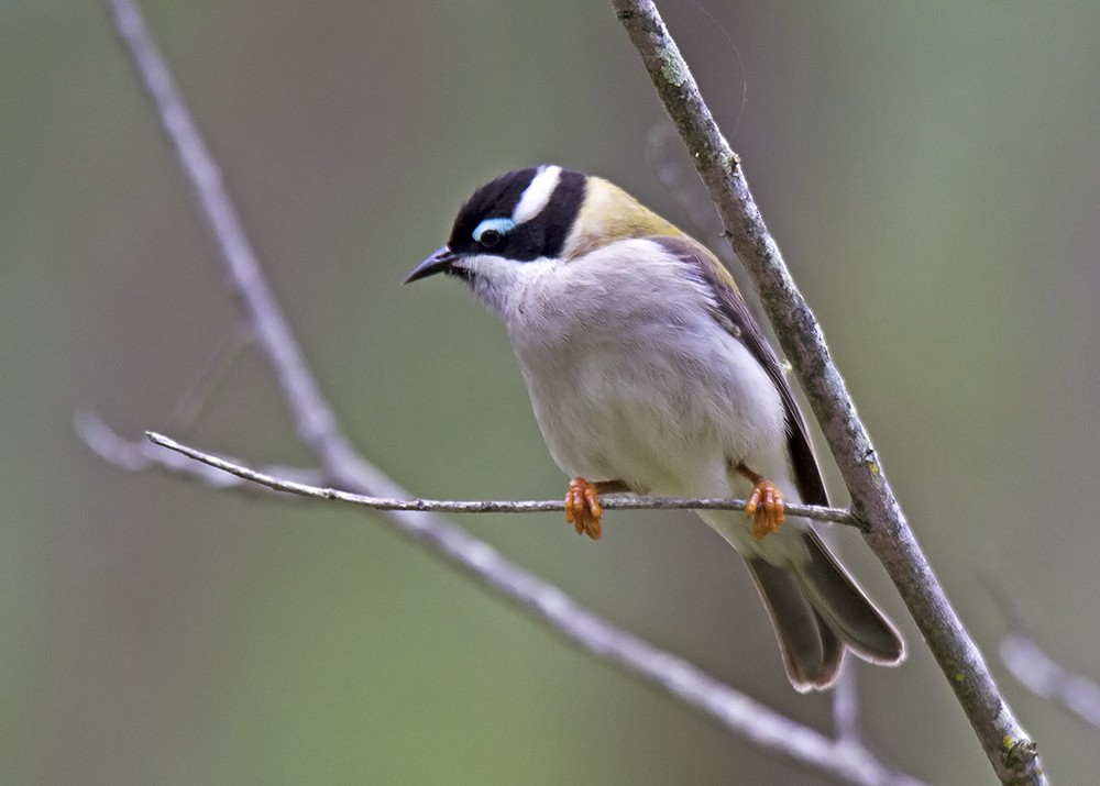 Black-chinned Honeyeater - ML93423001