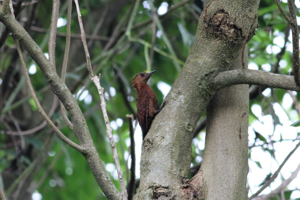 Rufous Woodpecker - ML93425261
