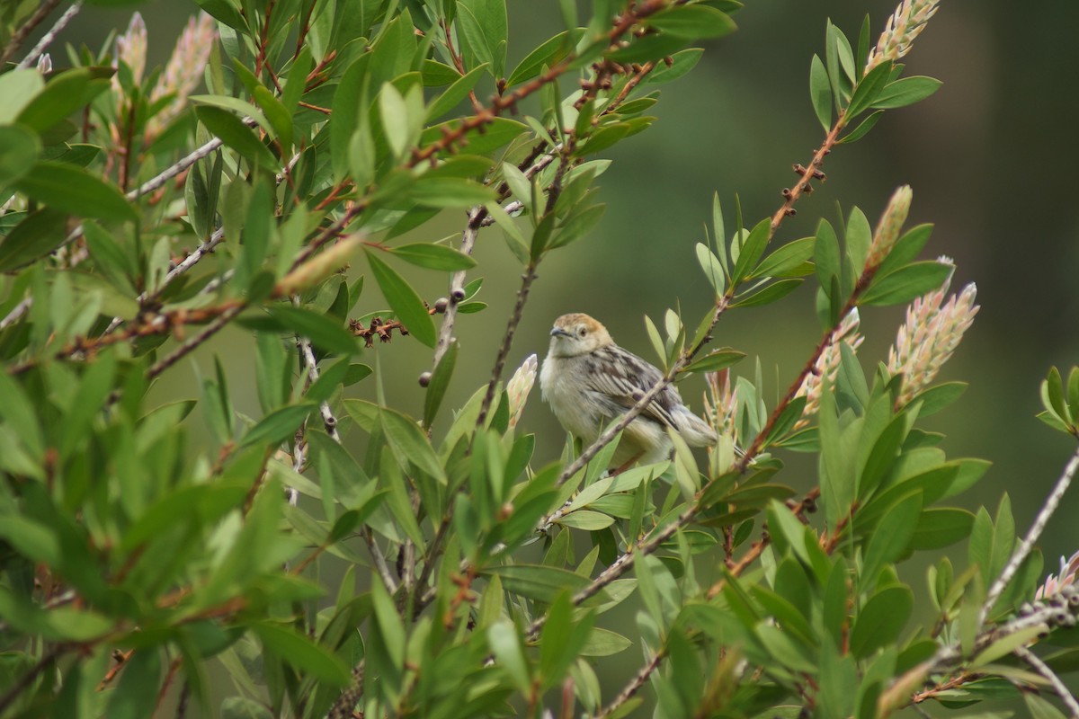 Stout Cisticola - ML93426001