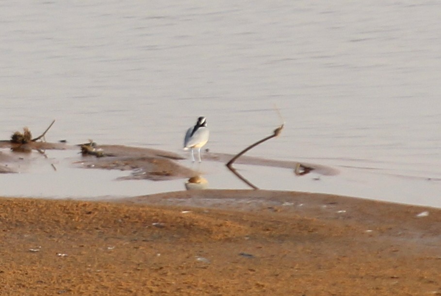 Egyptian Plover - ML93426671