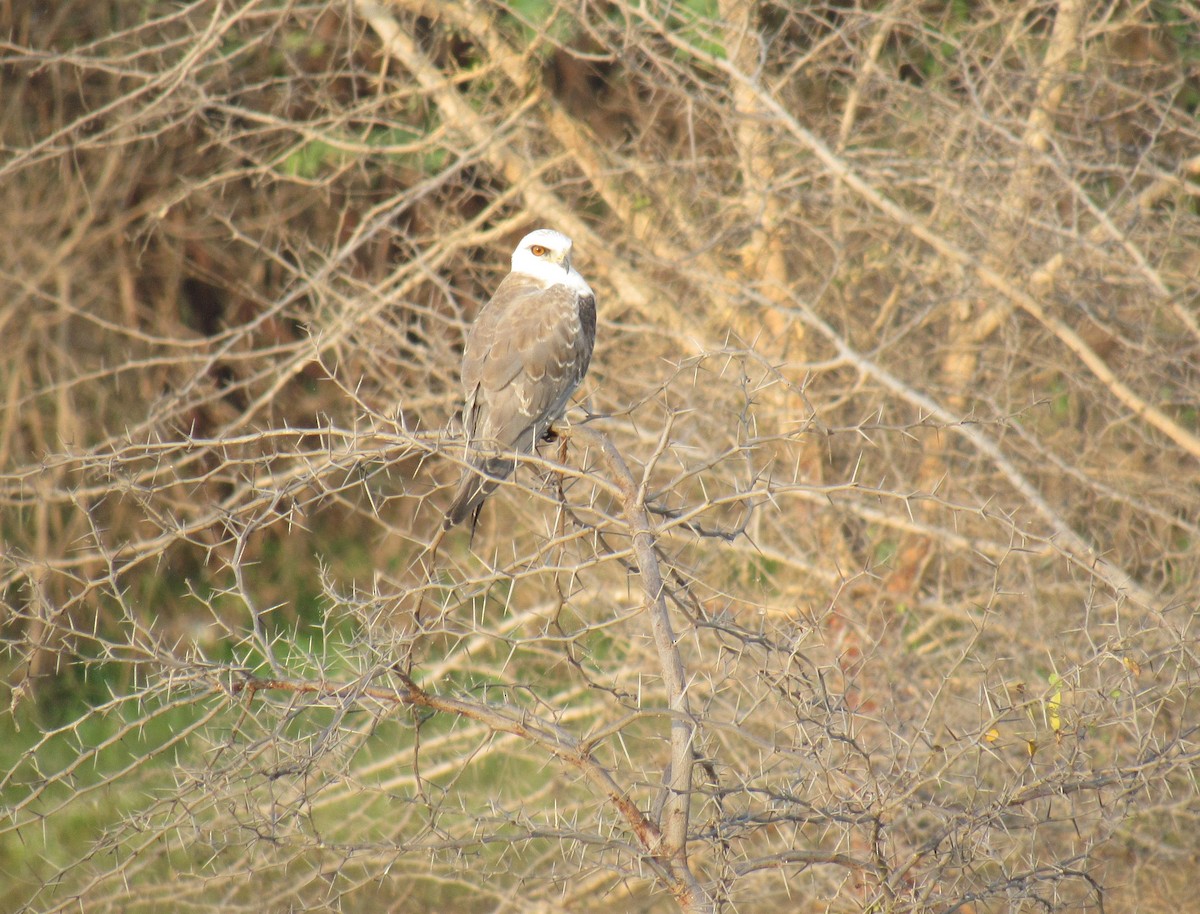 Black-winged Kite - ML93427001