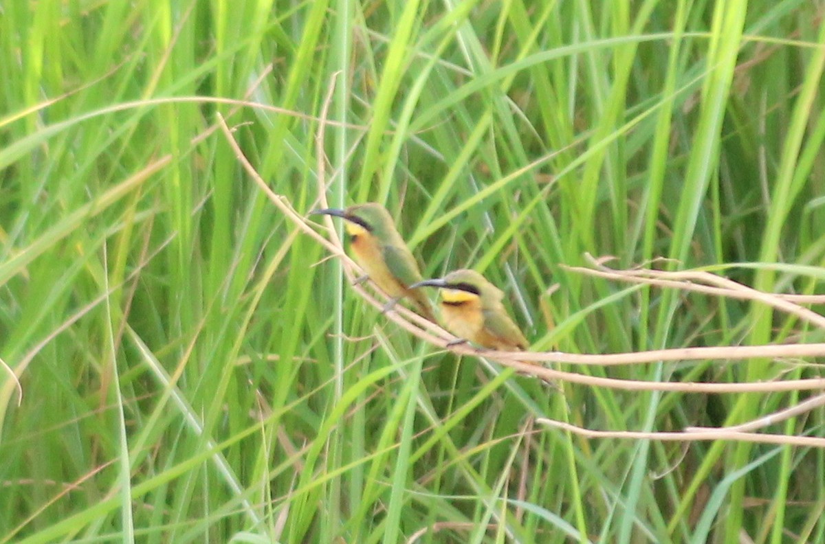 Little Bee-eater - ML93427111