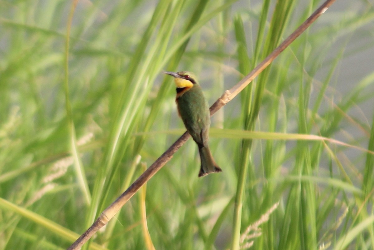 Little Bee-eater - ML93427121