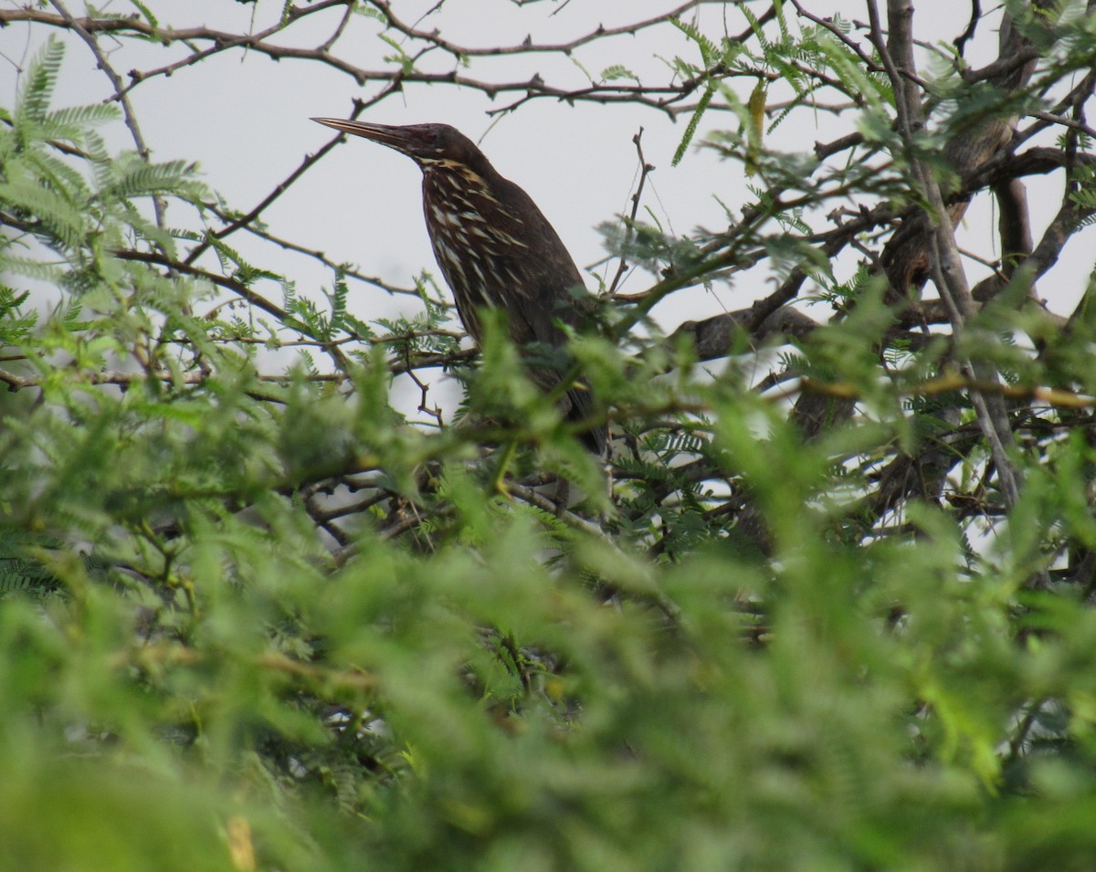 Black Bittern - ML93427531