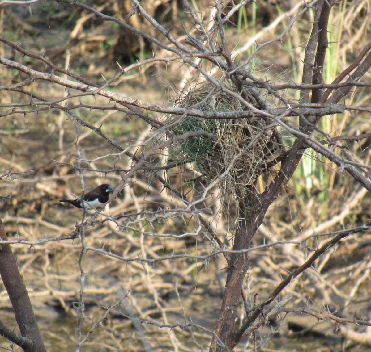 White-rumped Munia - ML93427621