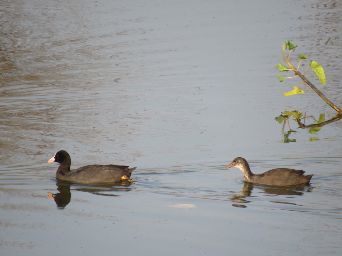 Eurasian Coot - ML93427771