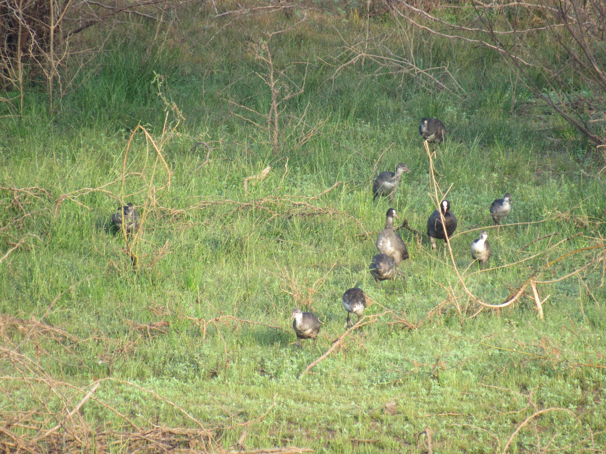 Eurasian Coot - ML93427781