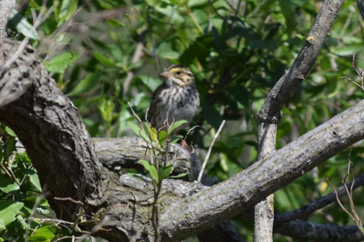 Savannah Sparrow - Matthew Echaniz