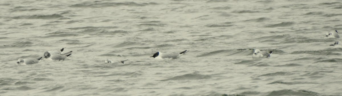 Bonaparte's Gull - ML93429701