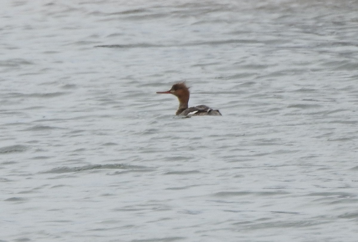 Red-breasted Merganser - ML93429911