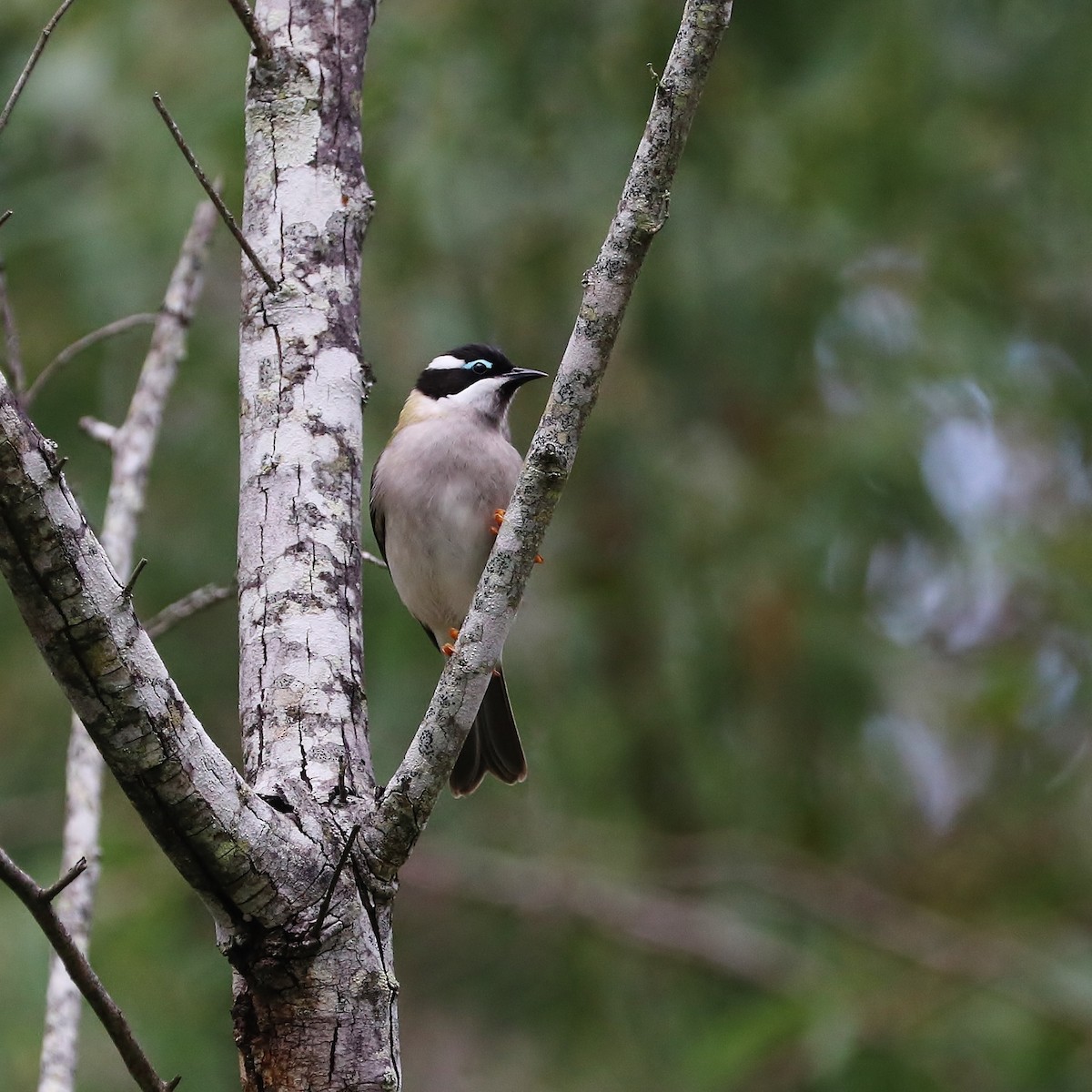 Black-chinned Honeyeater - ML93429921