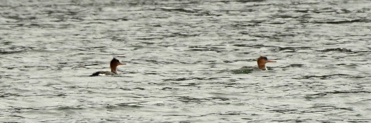 Red-breasted Merganser - ML93430081