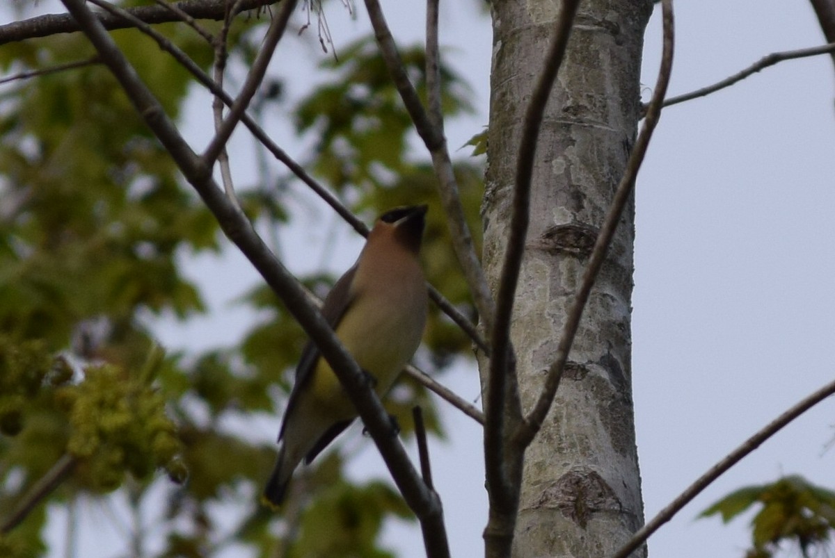 Cedar Waxwing - ML93430121