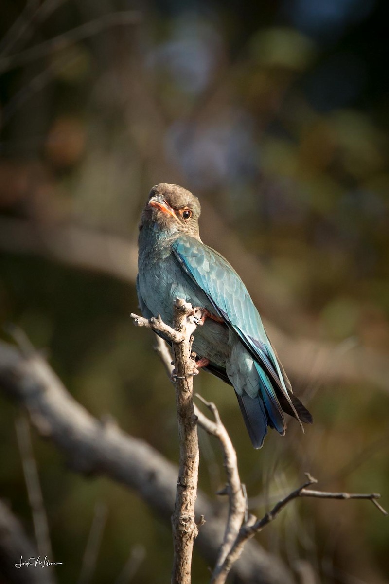 Dollarbird - ML93430581