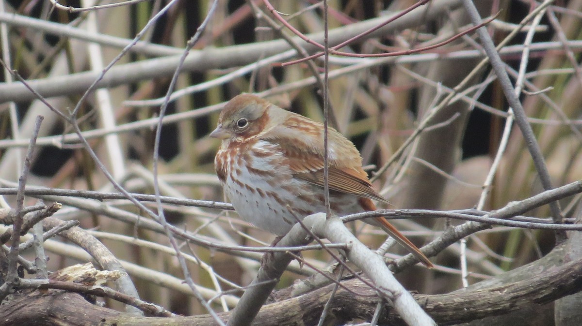 Fox Sparrow - Peter Reisfeld