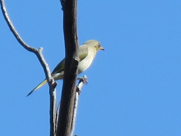 Fuscous Honeyeater - ML93431951