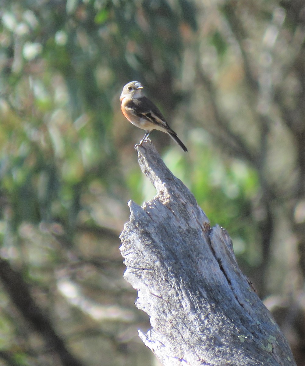 Scarlet Robin - ML93432071