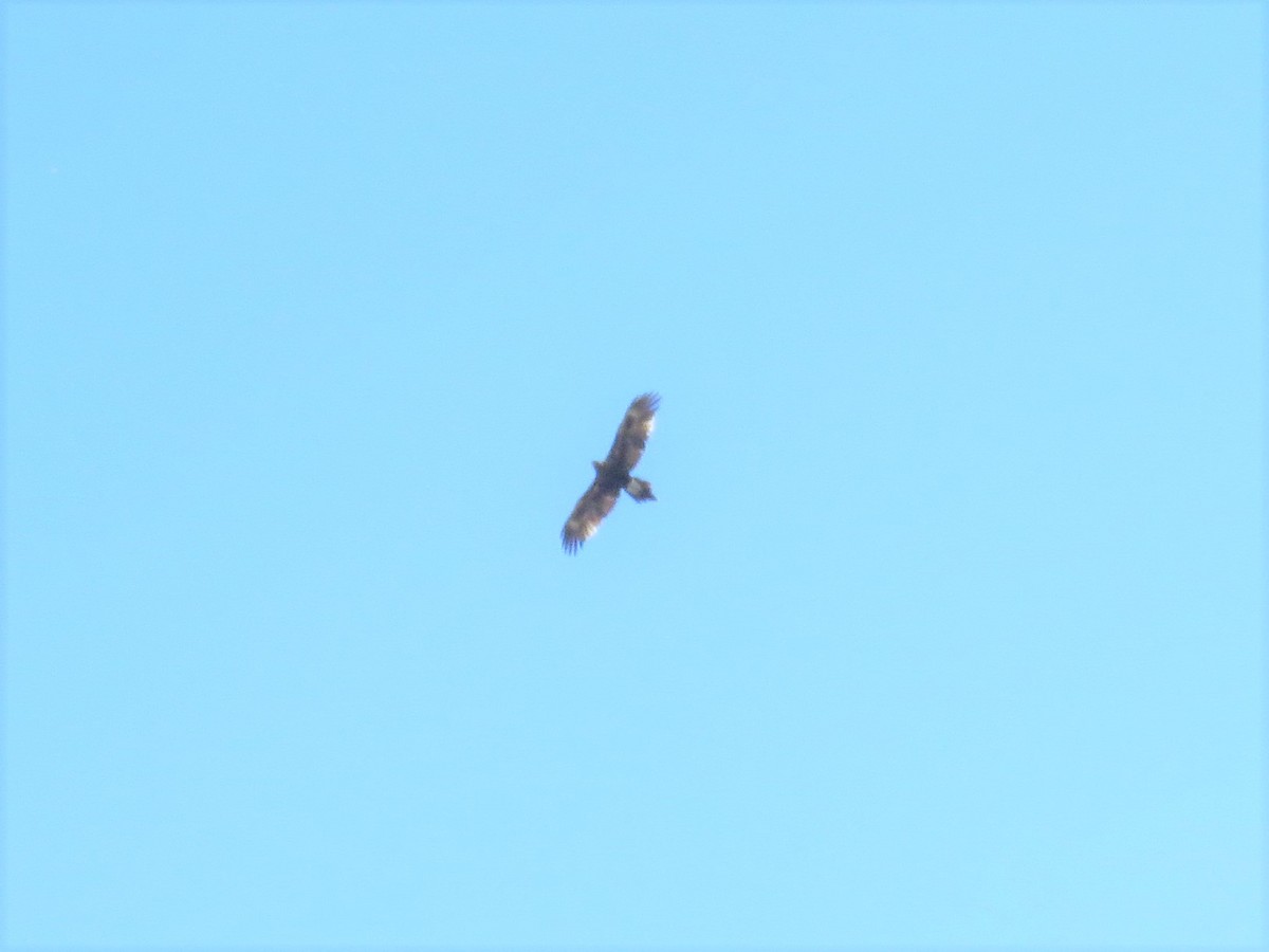 Wedge-tailed Eagle - ML93432101
