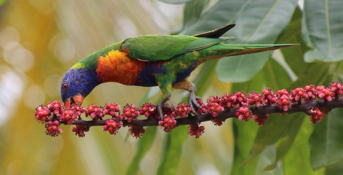 Rainbow Lorikeet - ML93433091